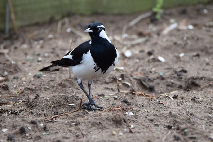 Lark magpie-001.JPG